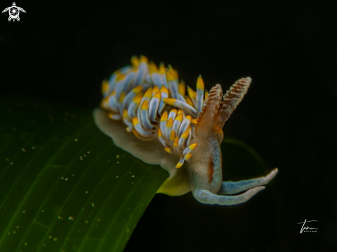 A Berghia coerulescens | Berghia coerulescens