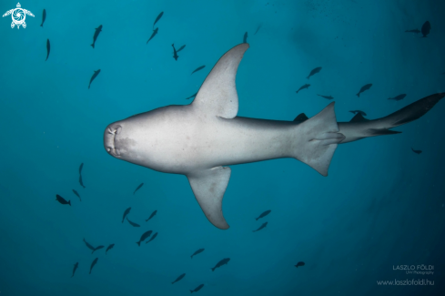 A Nurse Shark 