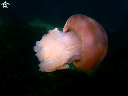 A Catostylus mosaicus | Jelly blubber