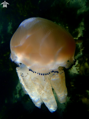 A Catostylus mosaicus | Jelly blubber