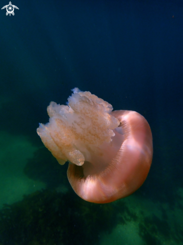 A Catostylus mosaicus | Jelly blubber