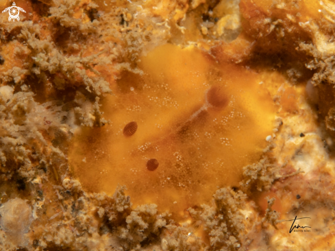 A Carminodoris boucheti | Carminodoris boucheti