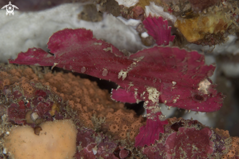 A Leaf scorpionfish