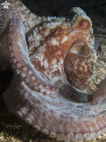 A Caribbean Reef Octopus