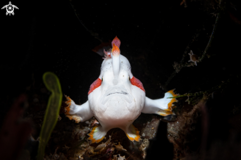 A Frogfish