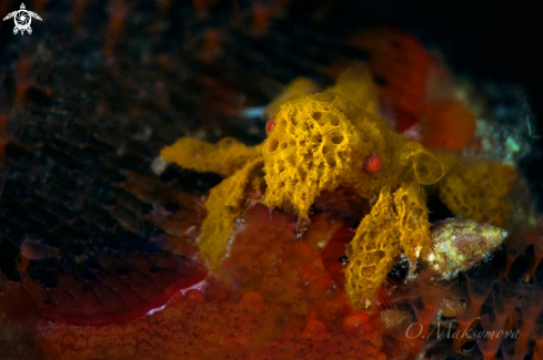 A Decorator Crab (Achaeus sp.) 