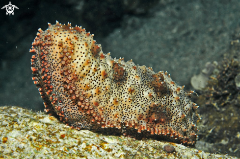 A sea cucumber