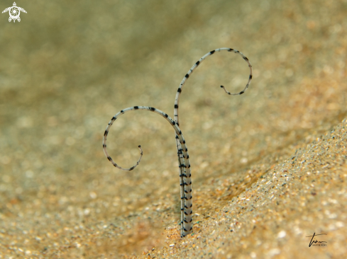 A Polychaete worm