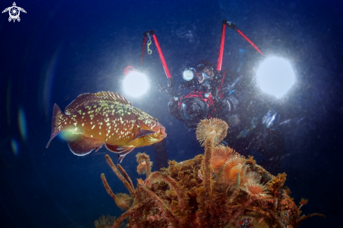 A Epinephelus marginatus