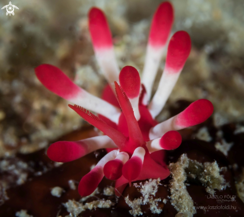 A Nudibranch