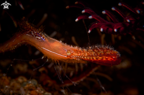 A  Leander plumosus  | SHRIMP