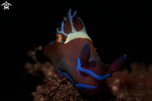 A NUDIBRANCH