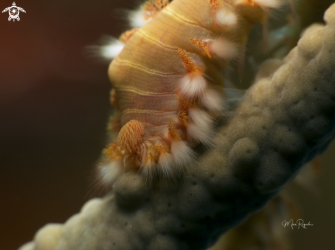 A Hermodice carunculata | Bearded Fireworm