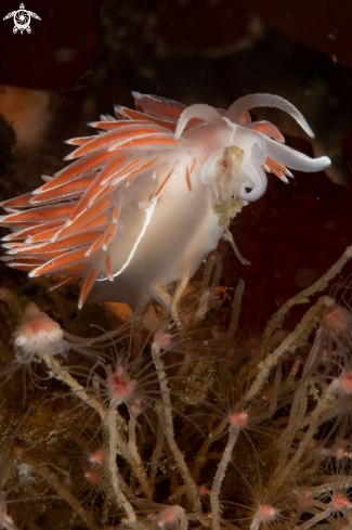 A Fjordia lineata