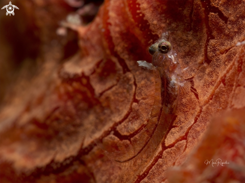 A Emblemariopsis bottomei | Smoothhead Glass Blenny