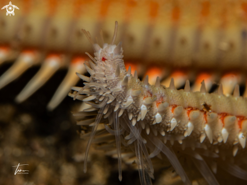 A Astropecten aranciacus | Spiny Seastar