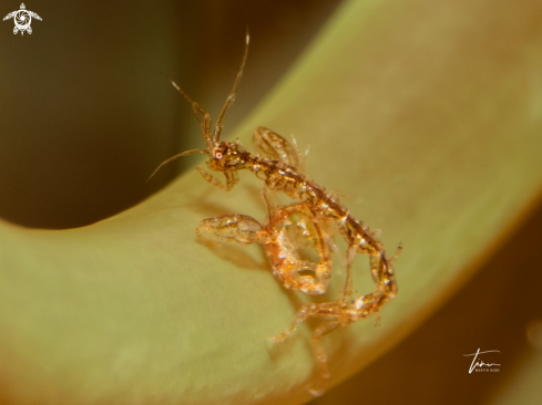 A Caprella sp. | Skeleton shrimp