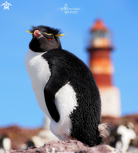 A Eudyptes chrysocome (Forster, 1781) | Southern Rockhopper Penguin