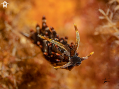 A Amphorina andra | Amphorina andra