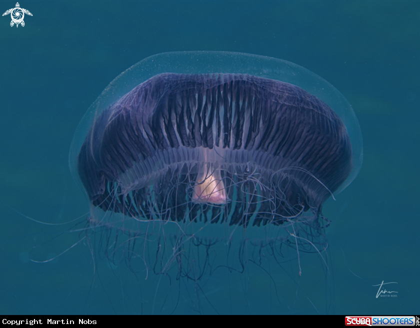 A Many-ribbed Jellyfish