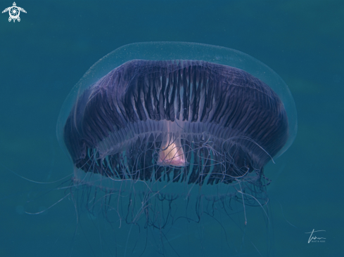 A Aequorea forskalea | Many-ribbed Jellyfish