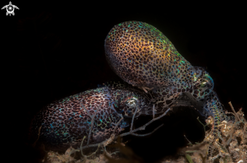 A Bob-tailed squid