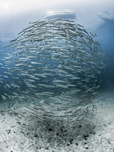 A Chevron Barracuda