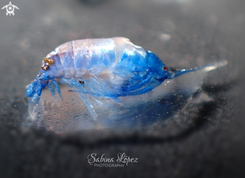 A Copepoda