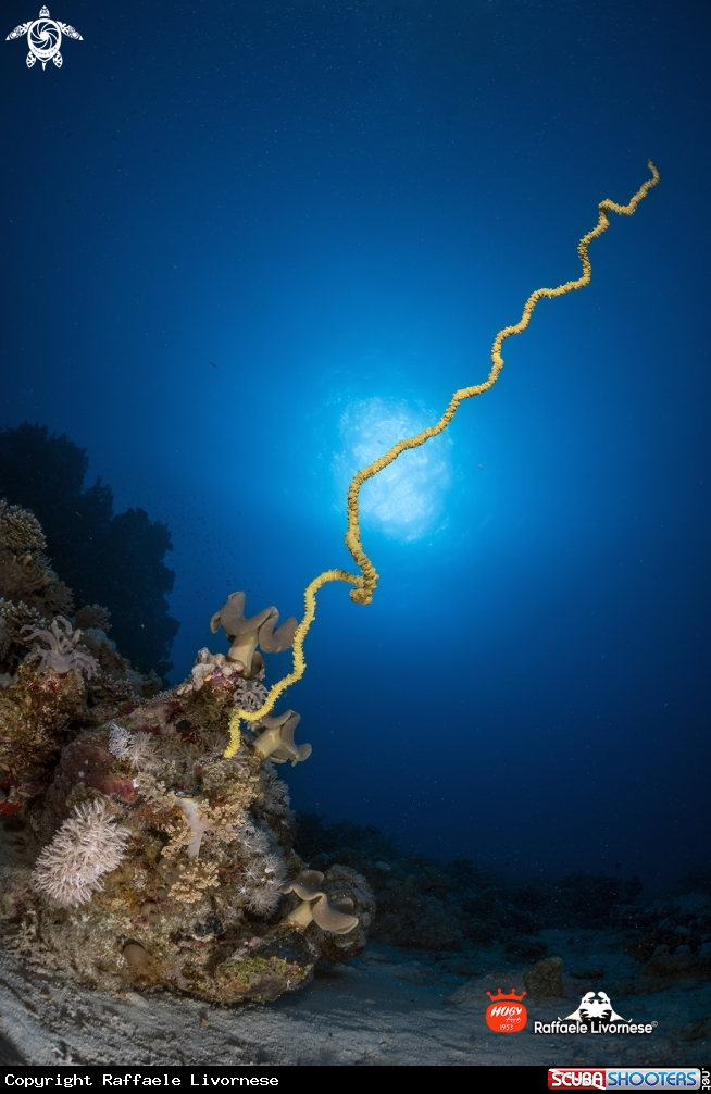 A whip coral