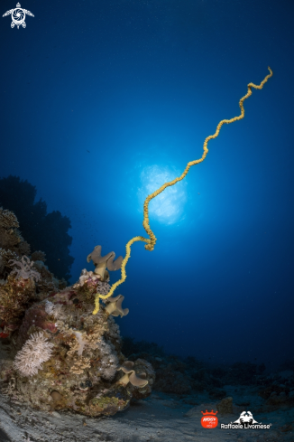 A whip coral