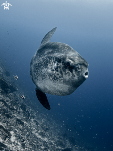 A Bump-Head Sunfish