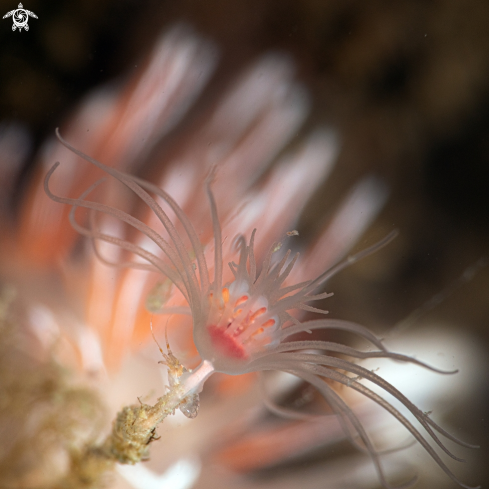 A Fjordia lineata