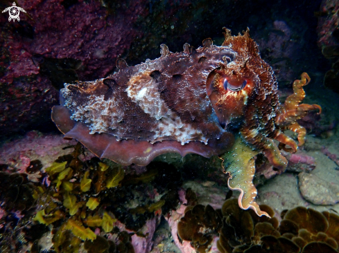 A Sepia apama | Australian giant cuttlefish