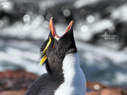 A Eudyptes chrysocome (Forster, 1781)  | Southern Rockhopper Penguin