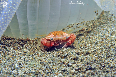 A harlequin crab