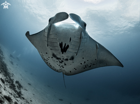 A Mobula alfredi (juvenile)   | Manta Ray