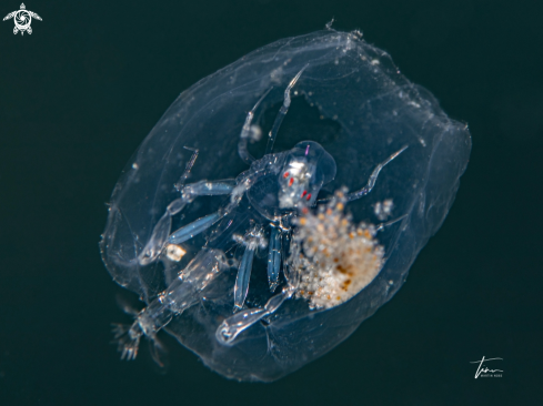 A Phronima sedentaria | Hyperiid amphipod