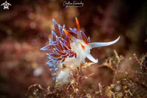 A Cratena peregrina | Nudibranch