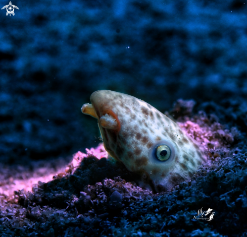 A Snake Eel 