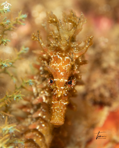 A Seahorse