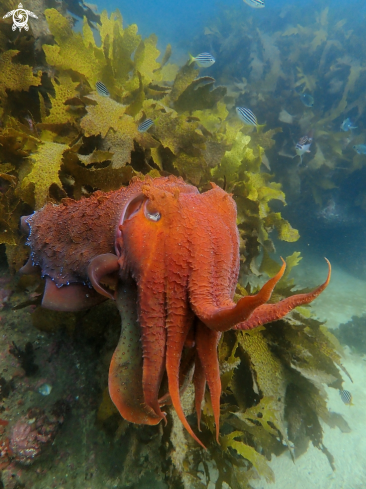 A Australian giant cuttlefish