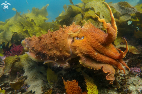 A Sepia apama | Australian giant cuttlefish