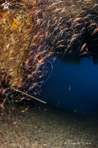 A GROTTA DEI GAMBERI