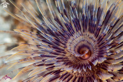 A Feather duster worm