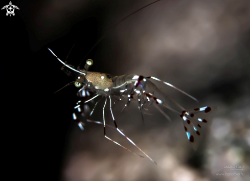 A Cleaner shrimp 