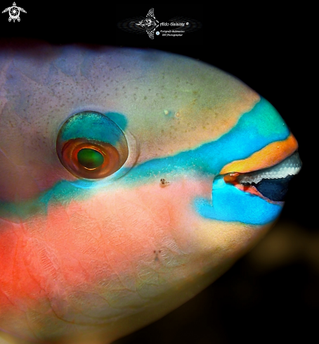 A Parrotfish