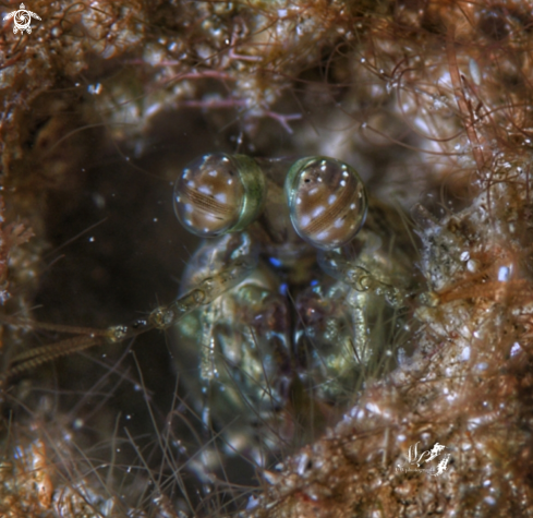 A Mantis Shrimp 