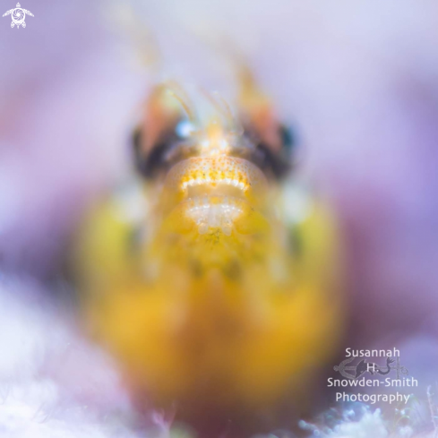 A Golden roughhead blenny