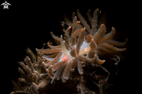 A Phyllodesmium sp. | Phyllodesmium sp.