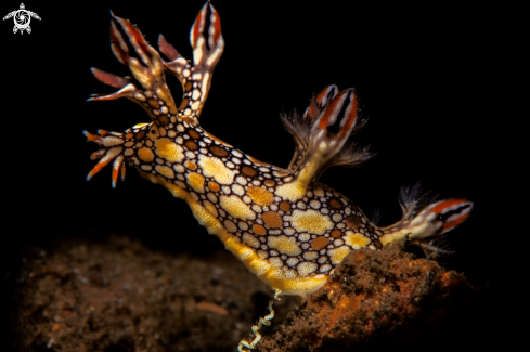 A Bornella anguilla